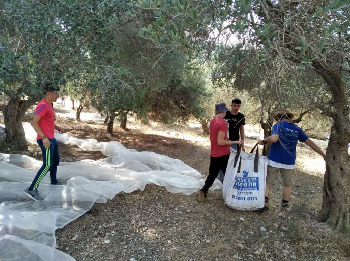 מתנדבי המסיק זיתים