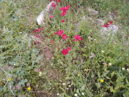 שופט המחוזי: העירייה קיבלה החלטה במכרז הגינון ללא הנמקות ועל יסוד תשתית פגומה