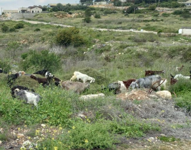 מרעה צאן בעדולם