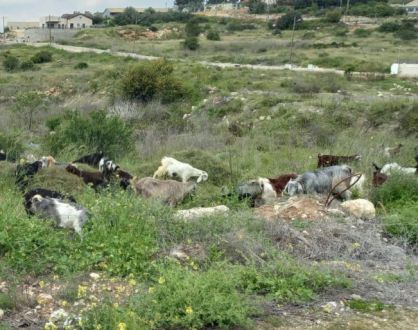 הזוי: בדווית דרשה דמי מעבר ממטיילת בנחל דולב