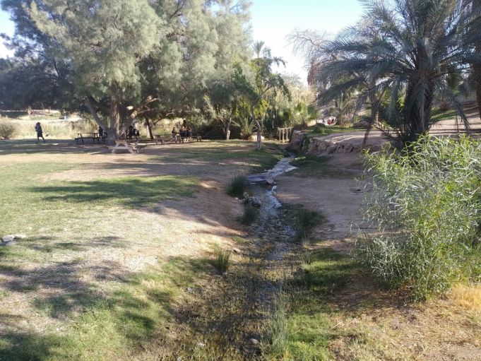 עצים בספיר (נווה מדבר) תמונת אילוסטרציה