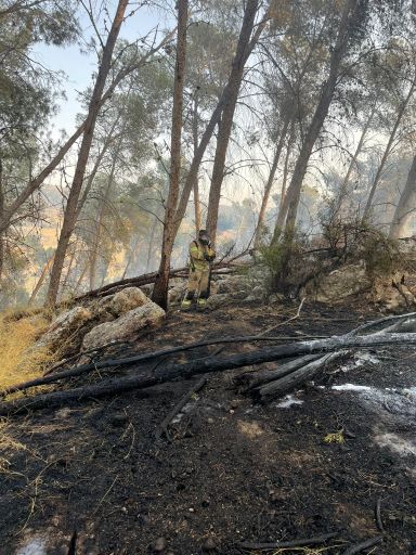 יער זנוח צילום: זיו אקווה דוברות כיבוי אש