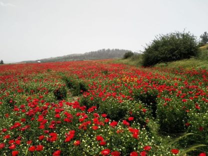 שדות פרגים אדומים ליד הבית