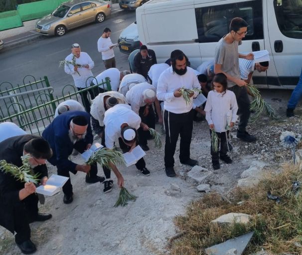 חובטים על הקרקע צילום: אליהו רוקח