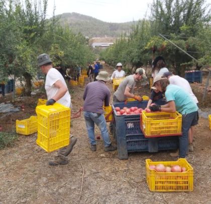 מנהל ענף הרימונים מספר על ההפתעות החיוביות של חודש אוקטובר המר