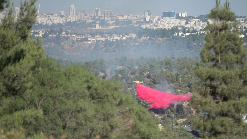 שריפה ביערות