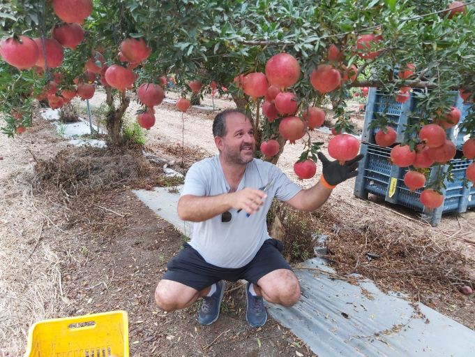 מוזס בשדה רימונים