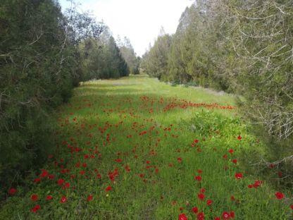 דרום אדום השנה במתכונת שונה- רק צעדה