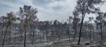 יוזמה: עוצרים את חיסול החורש בבית שמש – לפני שיהיה מאוחר מדי