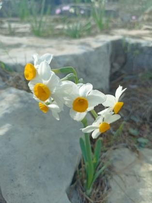 נפרדים מחורשת זנוח- לו היה לי עלי גביע היה מצבי אחר