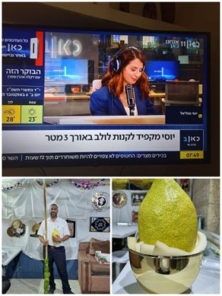 יש חדש אצל גמליאל: השיא השנה במשקל האתרוג- 3.6 ק"ג