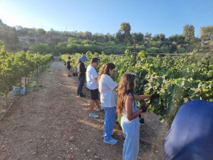 מתנדבים מחו"ל ומישראל בבציר ענבי יין בכרם במושב נחם