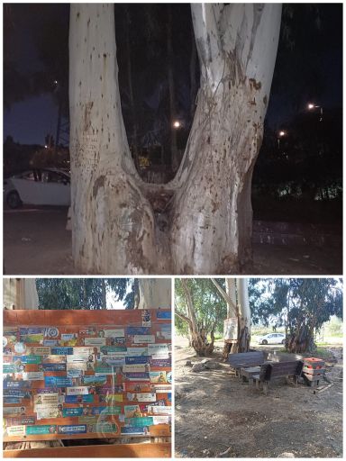 העץ הערום בלי הסטיקרים