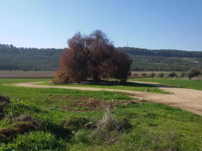 עמק האלה צילום מדף הפייסבוק 'מצילים את עמק האלה'